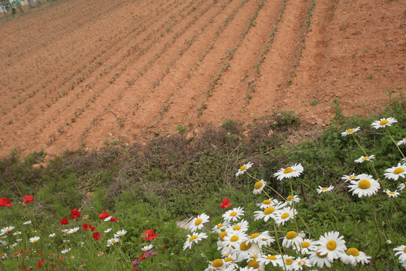 kangwha-potato-field.gif
