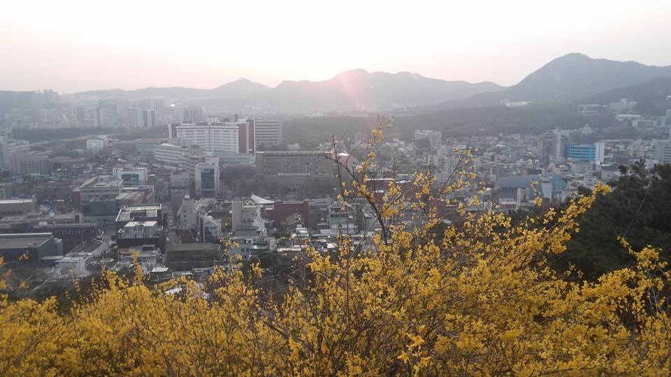 서울성곽s낙산에서봄꽃개나리꽃.jpg